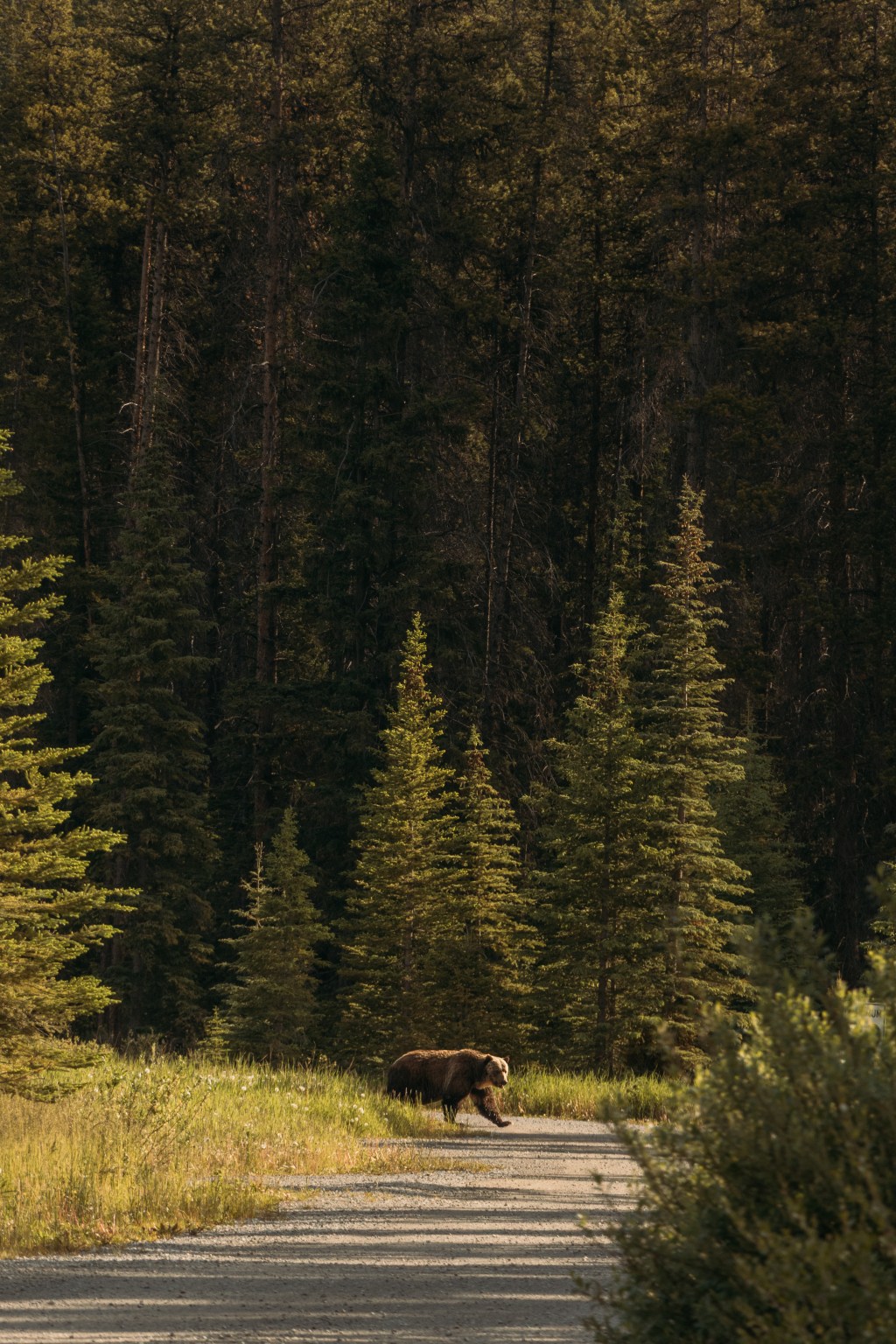 The Grizzly Truth About Budget Cuts, Tourism, and National&nbsp;Parks