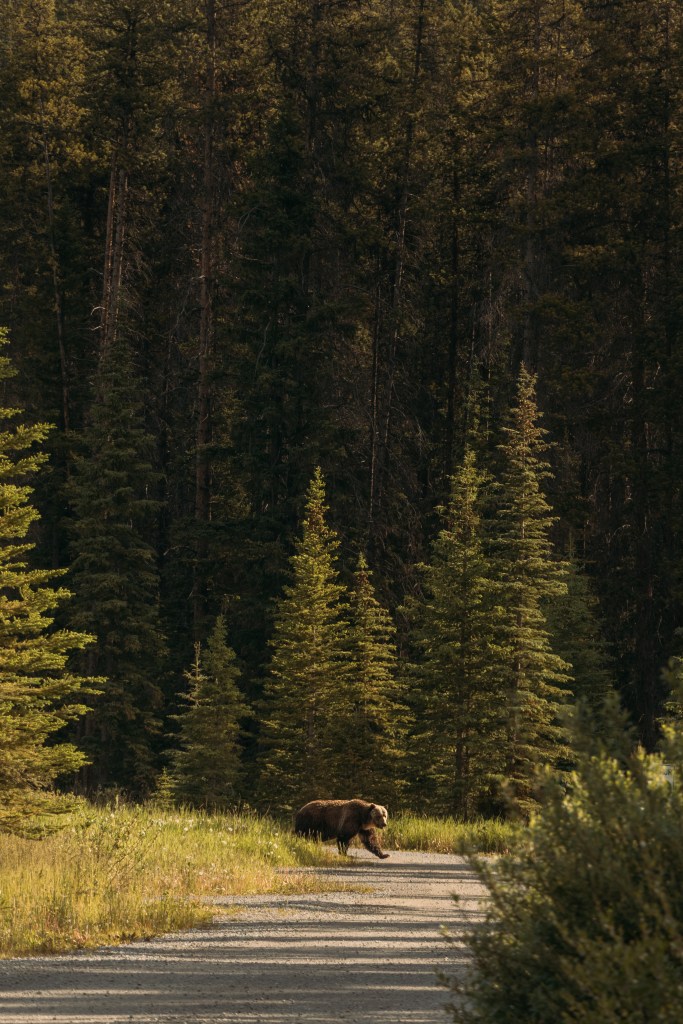 A medium sized brown grizzly bear crosses a gravel road in Banff National park surrounded by greenery, the light is golden and the bear is glancing at the camera.